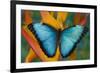 Blue Morpho Butterfly on Heliconia tropical flower-Darrell Gulin-Framed Photographic Print