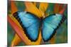Blue Morpho Butterfly on Heliconia tropical flower-Darrell Gulin-Mounted Photographic Print