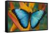 Blue Morpho Butterfly on Heliconia tropical flower-Darrell Gulin-Framed Stretched Canvas