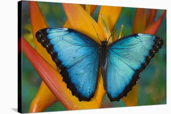 Blue Morpho Butterfly on Heliconia tropical flower-Darrell Gulin-Stretched Canvas