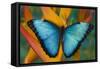 Blue Morpho Butterfly on Heliconia tropical flower-Darrell Gulin-Framed Stretched Canvas