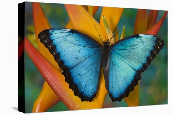 Blue Morpho Butterfly on Heliconia tropical flower-Darrell Gulin-Stretched Canvas