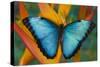 Blue Morpho Butterfly on Heliconia tropical flower-Darrell Gulin-Stretched Canvas