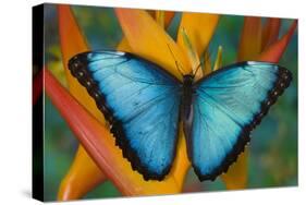 Blue Morpho Butterfly on Heliconia tropical flower-Darrell Gulin-Stretched Canvas