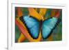 Blue Morpho Butterfly on Heliconia tropical flower-Darrell Gulin-Framed Photographic Print