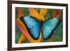 Blue Morpho Butterfly on Heliconia tropical flower-Darrell Gulin-Framed Photographic Print