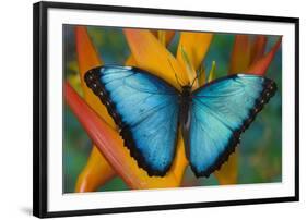 Blue Morpho Butterfly on Heliconia tropical flower-Darrell Gulin-Framed Photographic Print