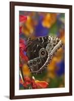 Blue Morpho Butterfly on Orchid with wings closed displaying eye spots-Darrell Gulin-Framed Premium Photographic Print