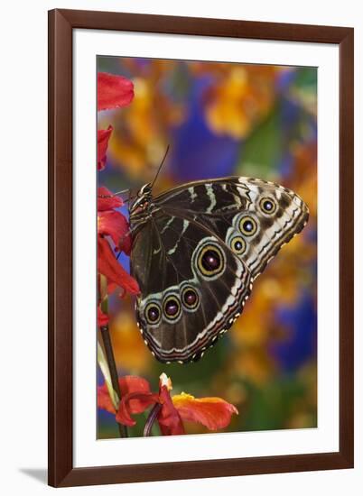 Blue Morpho Butterfly on Orchid with wings closed displaying eye spots-Darrell Gulin-Framed Premium Photographic Print
