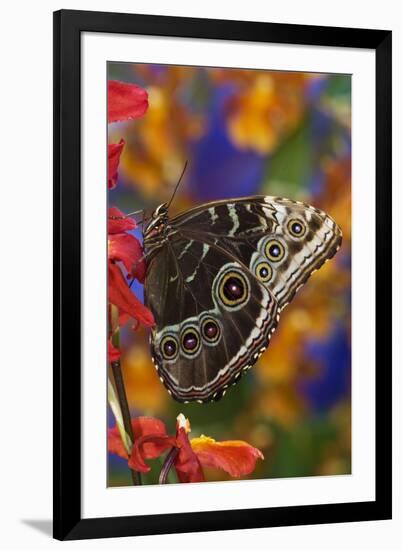 Blue Morpho Butterfly on Orchid with wings closed displaying eye spots-Darrell Gulin-Framed Premium Photographic Print