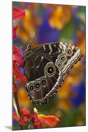 Blue Morpho Butterfly on Orchid with wings closed displaying eye spots-Darrell Gulin-Mounted Premium Photographic Print