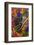 Blue Morpho Butterfly on Orchid with wings closed displaying eye spots-Darrell Gulin-Framed Photographic Print