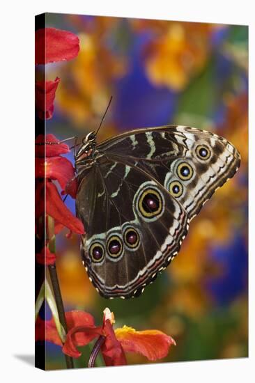 Blue Morpho Butterfly on Orchid with wings closed displaying eye spots-Darrell Gulin-Stretched Canvas