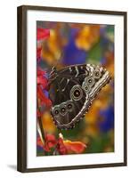 Blue Morpho Butterfly on Orchid with wings closed displaying eye spots-Darrell Gulin-Framed Photographic Print