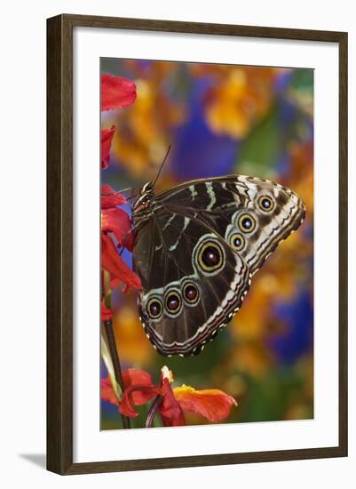 Blue Morpho Butterfly on Orchid with wings closed displaying eye spots-Darrell Gulin-Framed Photographic Print