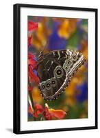 Blue Morpho Butterfly on Orchid with wings closed displaying eye spots-Darrell Gulin-Framed Photographic Print