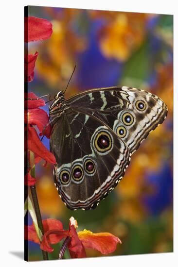 Blue Morpho Butterfly on Orchid with wings closed displaying eye spots-Darrell Gulin-Stretched Canvas