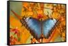 Blue Morpho Butterfly on Orchid-Darrell Gulin-Framed Stretched Canvas