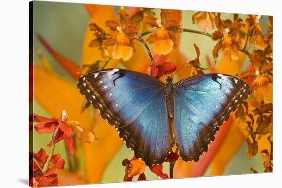 Blue Morpho Butterfly on Orchid-Darrell Gulin-Stretched Canvas