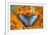 Blue Morpho Butterfly on Orchid-Darrell Gulin-Framed Photographic Print