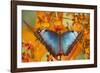 Blue Morpho Butterfly on Orchid-Darrell Gulin-Framed Photographic Print