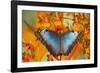 Blue Morpho Butterfly on Orchid-Darrell Gulin-Framed Photographic Print