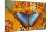 Blue Morpho Butterfly on Orchid-Darrell Gulin-Mounted Photographic Print