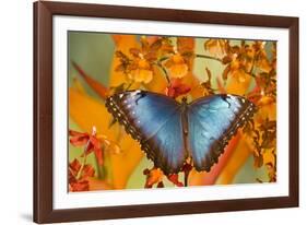 Blue Morpho Butterfly on Orchid-Darrell Gulin-Framed Photographic Print