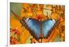 Blue Morpho Butterfly on Orchid-Darrell Gulin-Framed Photographic Print