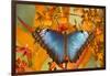 Blue Morpho Butterfly on Orchid-Darrell Gulin-Framed Photographic Print