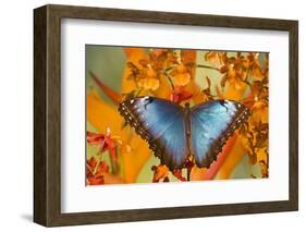 Blue Morpho Butterfly on Orchid-Darrell Gulin-Framed Photographic Print