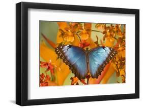 Blue Morpho Butterfly on Orchid-Darrell Gulin-Framed Photographic Print