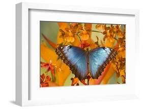 Blue Morpho Butterfly on Orchid-Darrell Gulin-Framed Photographic Print