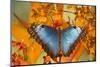 Blue Morpho Butterfly on Orchid-Darrell Gulin-Mounted Photographic Print