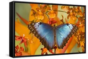 Blue Morpho Butterfly on Orchid-Darrell Gulin-Framed Stretched Canvas