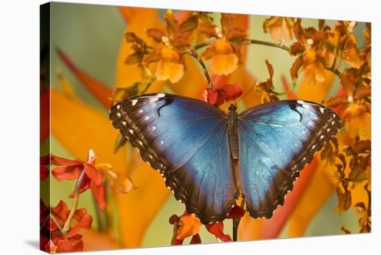 Blue Morpho Butterfly on Orchid-Darrell Gulin-Stretched Canvas