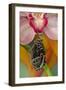 Blue Morpho Butterfly on pink Orchid just hatched out and expanding its wings-Darrell Gulin-Framed Photographic Print