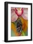 Blue Morpho Butterfly on pink Orchid just hatched out and expanding its wings-Darrell Gulin-Framed Photographic Print