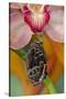 Blue Morpho Butterfly on pink Orchid just hatched out and expanding its wings-Darrell Gulin-Stretched Canvas