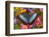 Blue Morpho Butterfly on pink orchid-Darrell Gulin-Framed Photographic Print