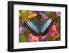 Blue Morpho Butterfly on pink orchid-Darrell Gulin-Framed Photographic Print