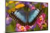 Blue Morpho Butterfly on pink orchid-Darrell Gulin-Mounted Photographic Print