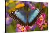 Blue Morpho Butterfly on pink orchid-Darrell Gulin-Stretched Canvas