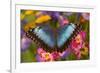 Blue Morpho Butterfly on pink orchid-Darrell Gulin-Framed Photographic Print