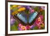 Blue Morpho Butterfly on pink orchid-Darrell Gulin-Framed Photographic Print