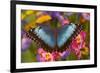 Blue Morpho Butterfly on pink orchid-Darrell Gulin-Framed Photographic Print