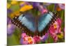 Blue Morpho Butterfly on pink orchid-Darrell Gulin-Mounted Photographic Print