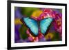 Blue Morpho Butterfly on pink Orchid-Darrell Gulin-Framed Photographic Print