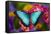 Blue Morpho Butterfly on pink Orchid-Darrell Gulin-Framed Stretched Canvas