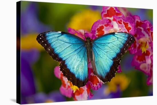 Blue Morpho Butterfly on pink Orchid-Darrell Gulin-Stretched Canvas